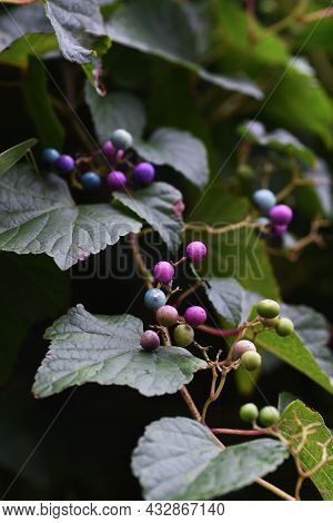 Wild Grape Vine. Vitaceae Vine Deciduous Shrub.