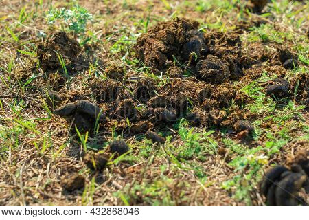A Pile Of Horse Manure On The Grass Close-up
