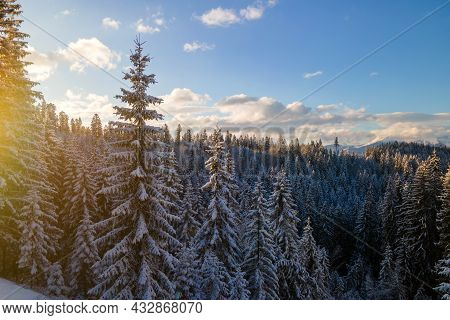 Aerial Winter Landscape With Spruse Trees Of Snow Covered Forest In Cold Mountains In The Evening.