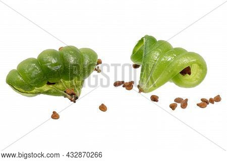 Cracked Seed Pods From A Buzzy Lizzy Plant Impatiens Walleriana