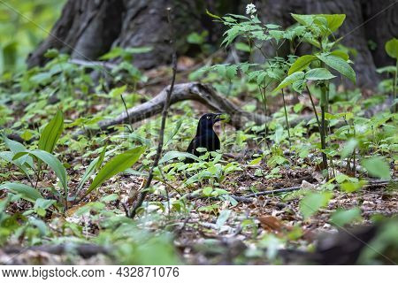 The Common Grackle (quiscalus Quiscula) In The Park