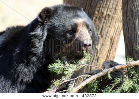 Ours noir-3