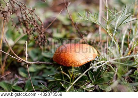 Defocus Close-up Mushroom (suillus Luteus) Among Dry Grass And Leaves. Suillus Luteos Mushroom Growi