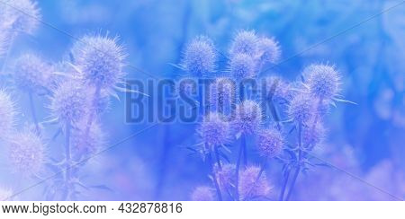 Beautiful Background With Flowers From The Field Holly