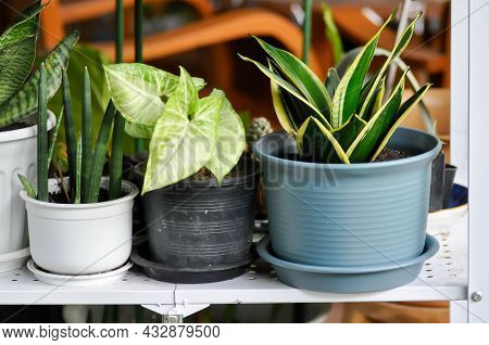 Sansevieria Trifasciata Prain, Snake Plant Or Mother In Laws Tongue And Arrowhead Vine Plant