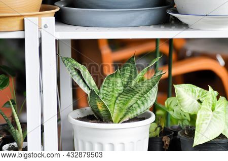 Snake Plant Or Mother In Laws Tongue And Arrowhead Vine Plant