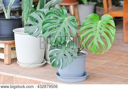 Monstera, Herricane Plant Or Swiss Cheese And Cactus