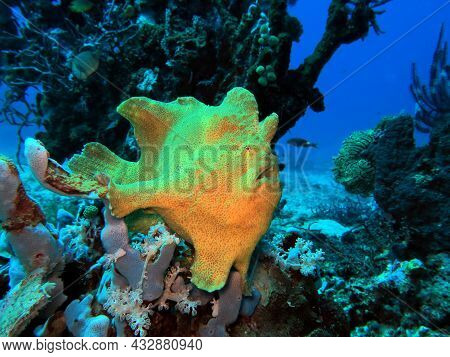 A Yellow Frogfish On Corals Boracay Island Philippines