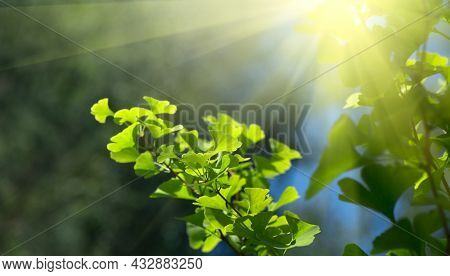 Gingko biloba tree growing in a garden. Gingko leaf in sun lite. Herbal medicine. Herbs. Alternative medicine concept. Nature background