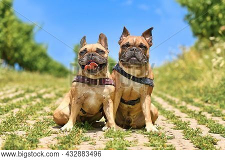 Pair Of Similar Looking French Bulldog Dogs Sitting Next To Eacth Other Wearing Dog Harnesses Outdoo