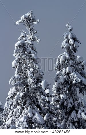 Pokryte śniegiem wiecznie zielone drzewa streszczenie w Waszyngtonie Snoqualme Pass