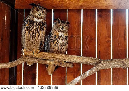 Two Wild Eared Owls On A Fence, Asio Flammeus