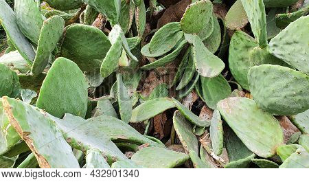 Close-up Of Old Giant Prickly Pear Cactus. Green Cactus Background.