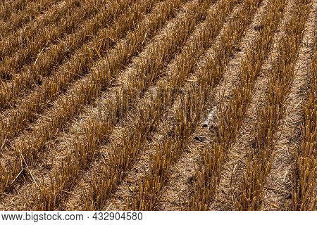 Stubble In The Field After Harvest. Cut Stalks Of Cereals In The Field. Slender Rows Of Grain Crops