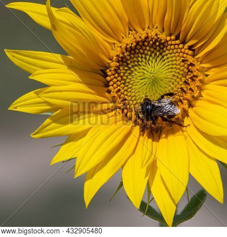 Black And Yellow Striped Bee, Honey Bee, Pollinating Sunflowers Close Up Low Level View Of Single Su