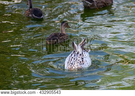 A Large Flock Of Ducks Eats Abandoned Bread On The Lake, Ducks And Drakes Swim On The Water