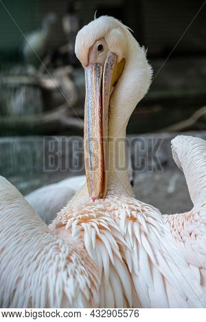 The Great White Pelican - Pelecanus Onocrotalus - Also Known As The Eastern White Pelican. Bird Scen