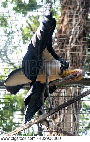 Portrait Of Lesser Adjutant.
The Lesser Adjutant Is A Large Wading Bird In The Stork Family Ciconiid