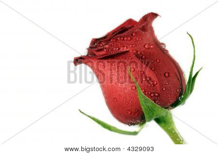 Rød Rose.