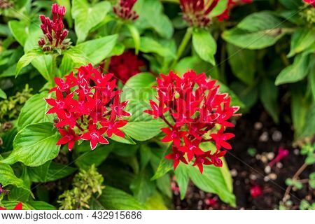 Closeup Of A Beautiful Egyptian Starcluster Plant With Its Characteristic Flowers. Note The Incredib