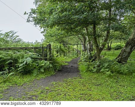 Trail At Skipwith Common, North Yorkshire, England