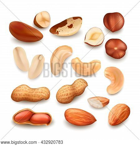 Nuts Delicious Natural Bio Nutrition Set Vector. Peanut And Brazil Nuts, Cashew And Hazelnut Fresh F