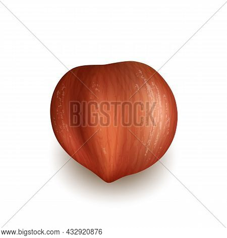 Hazelnut Natural Nut Kernel Delicious Food Vector. Hazelnut Ingredient For Baking And Cooking Confec