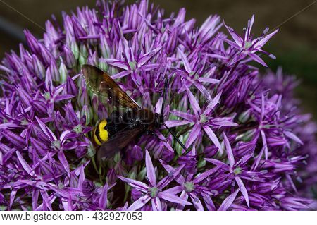Giant Wasp (latin: Scolia Hirta) On Purple Flowers Dutch Onion (latin: Allium Hollandicum), Close Up