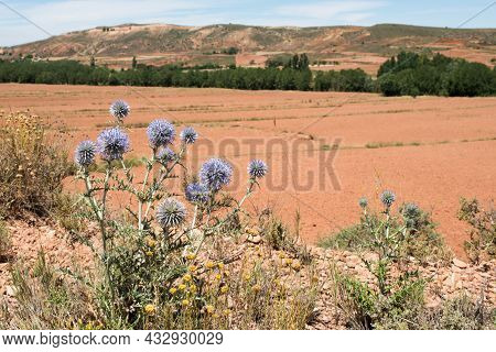 Close Up Of A Plant Of Globe Thistle, Echinops Ritro In A Sunny Landscape Near Teruel City. Aragon, 