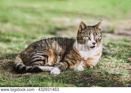 A Beautiful Stray Cat Laying In The Green Grass And Looks And Looks To The Side.