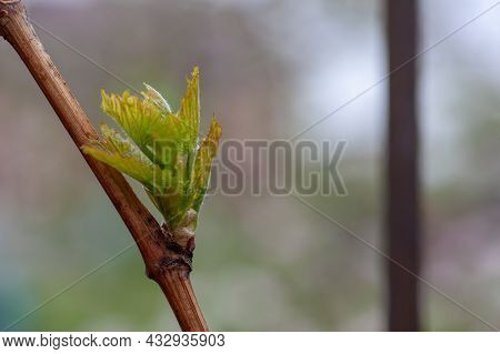 Close-up Of Budding Grape Bud. Newly Formed Young Leaves And Young Green Branch, Initial Development