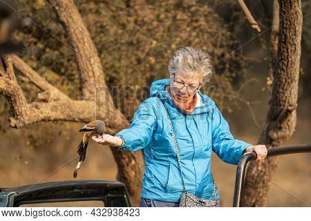Ranthambore National Park, Rajasthan, India - January 22, 2017 - Rufous Treepie Feeding From Hand Of