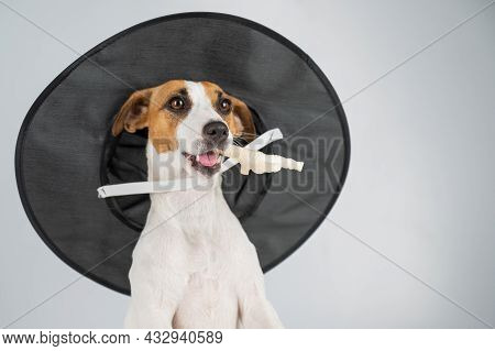 Jack Russell Terrier Dog In Witch Hat Holding Chicken Paw For Casting Spells On White Background.