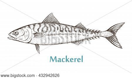 Sea Fish Mackerel On A White Background