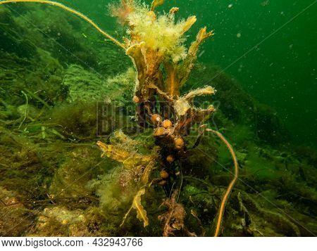 Closeup Of Fucus Vesiculosus, Common Names Bladderwrack, Black Tang, Rockweed, Bladder Fucus, Sea Oa
