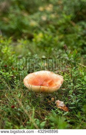 Toadstool Grows In The Forest. Inedible And Dangerous Mushrooms. Photo