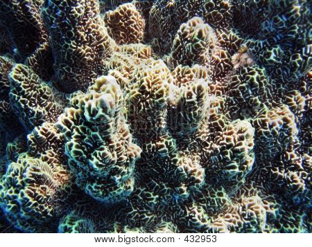 Coral