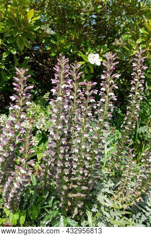 Sea Holly (acanthus Mollis) Flowers In Bloom