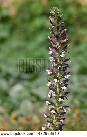 Sea Holly (acanthus Mollis) Flowers