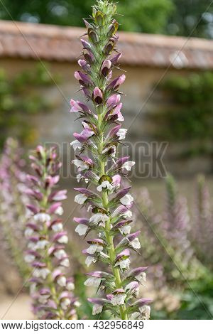 Sea Holly (acanthus Mollis) Flowers