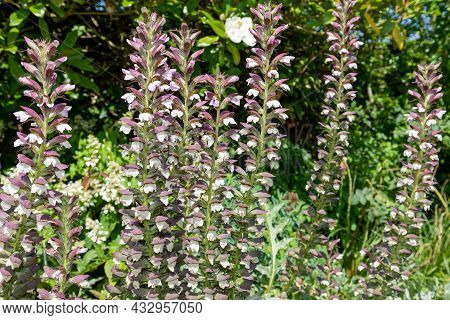Sea Holly (acanthus Mollis) Flowers