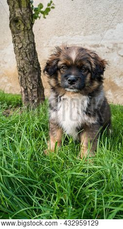Funny Portrait Of A Cute Puppy Outdoors. Dog Is Lookin Strait In To The Camera.