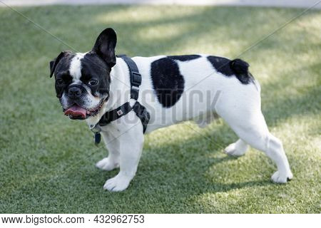 1-year-old Black And White Piebald Male Frenchie With One Floppy Ear. Off-leash Dog Park In Northern