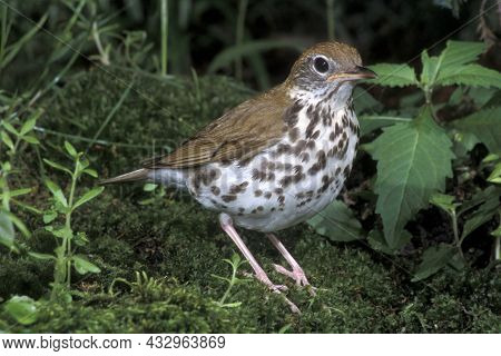 A Wood Thrush, Hylocichla Mustelina Standing Among Green Plants In The Forest