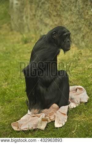 Bonobo,  Pygmy Chimpanzee, Gracile Chimpanze (pan Paniscus) In Zoo.