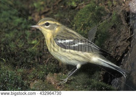A Female Blackburnian Warbler Stands On Mossy Ground Near A Small Pond