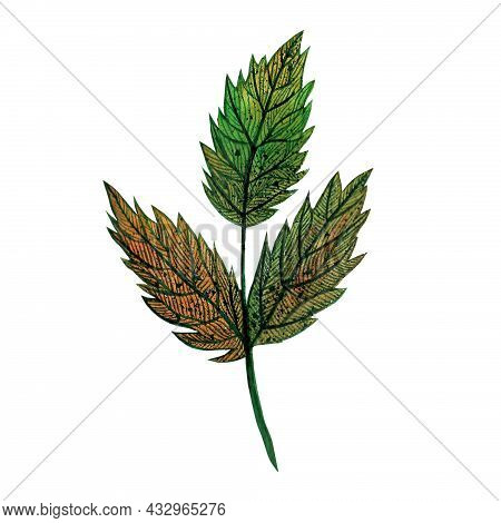 Watercolor Leaves Of Rowan. Hand-drawn Tree Branch Isolated On White. Dry Autumn Leaves With Veins. 