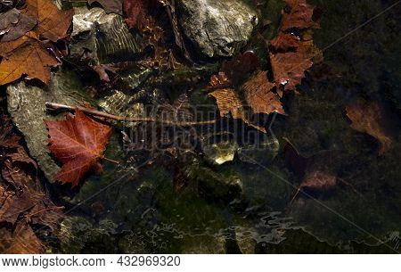 The Beauty Of Nature In The Autumn Season. Red Maple Leaf On The Rock And Fallen Colorful Fall Folia