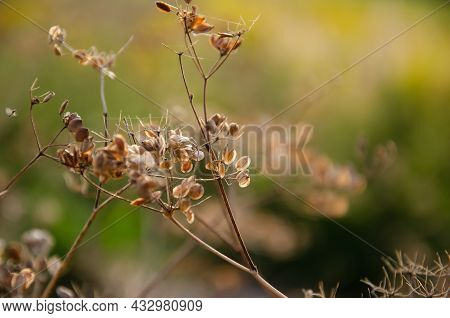 Withered Dry Plant With Fallen Seeds On Umbrella Floscule. Natural Background Of Wild Dried Flowers.