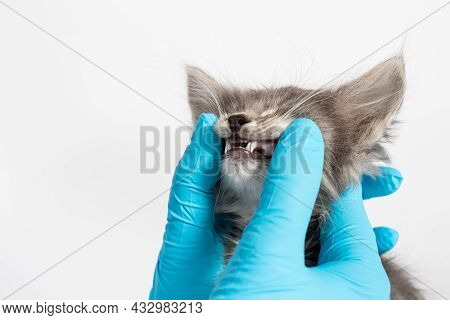Examination Of Milk Teeth In A 1 Or 2 Month Old Kitten. Dentistry For Cats, Place For Text